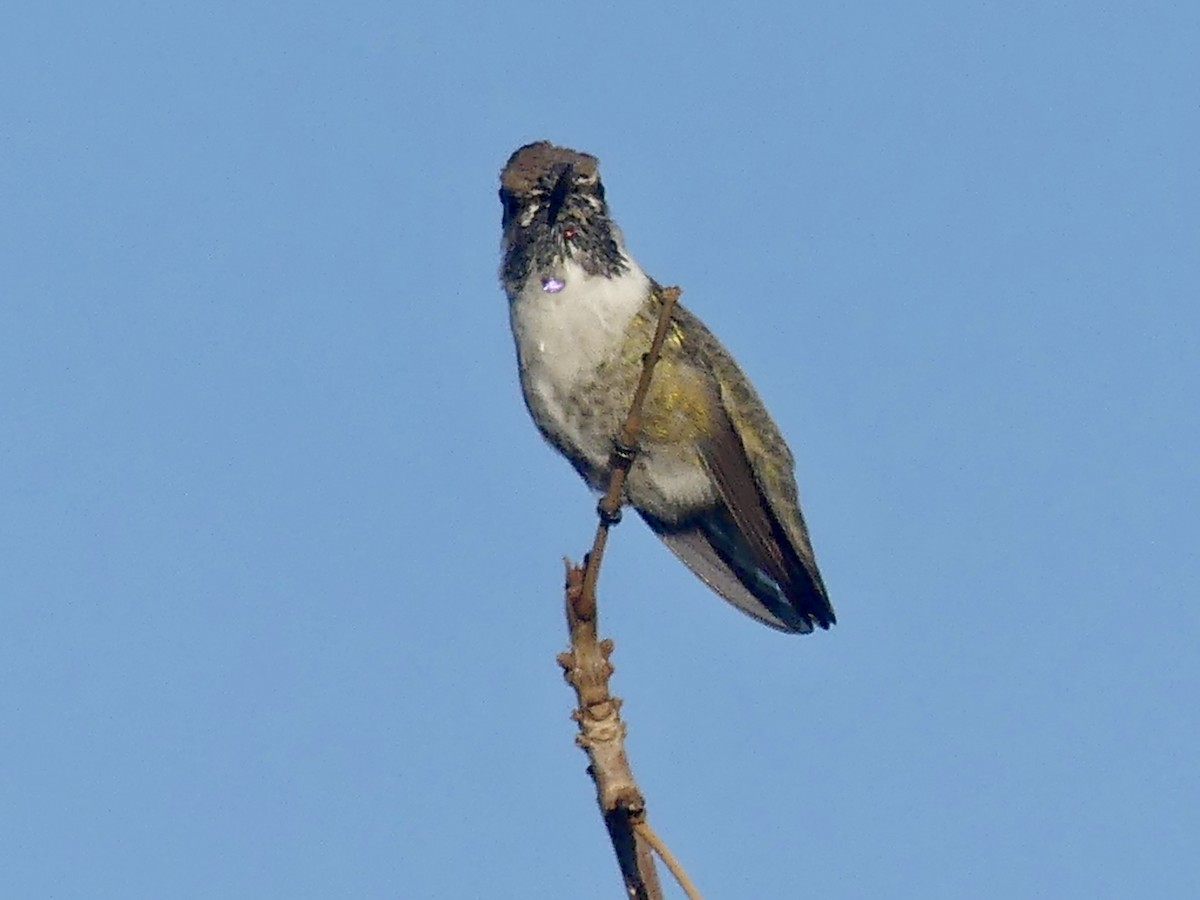 Costa's Hummingbird - ML643780493