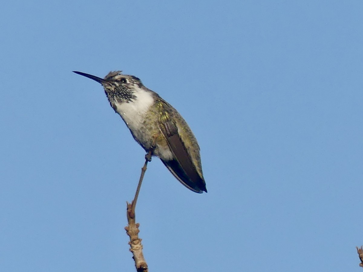 Costa's Hummingbird - ML643780494