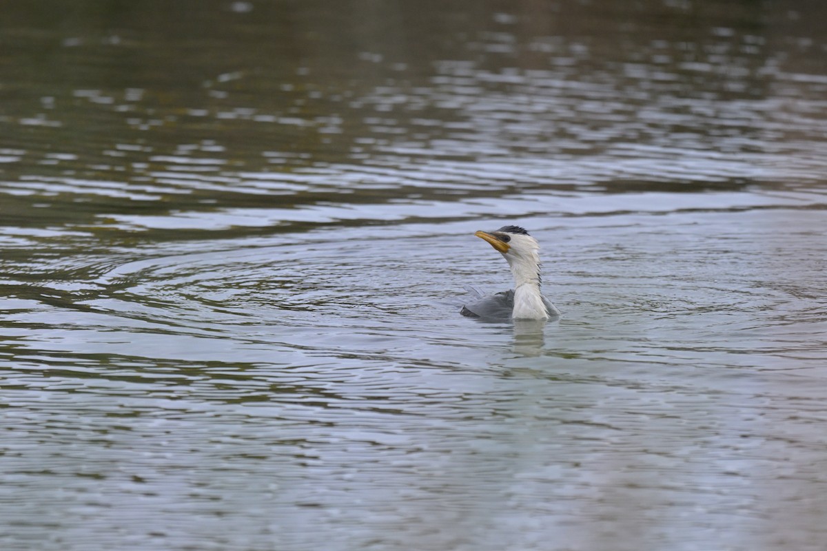 Little Pied Cormorant - ML643780498