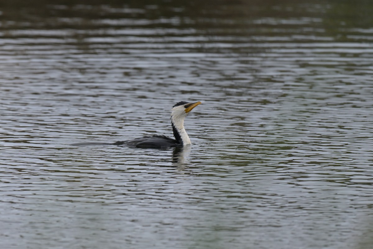 Little Pied Cormorant - ML643780507