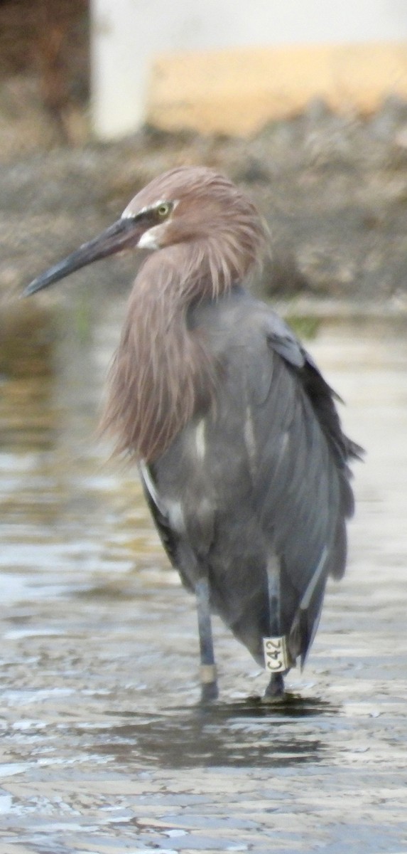 Reddish Egret - ML643780515