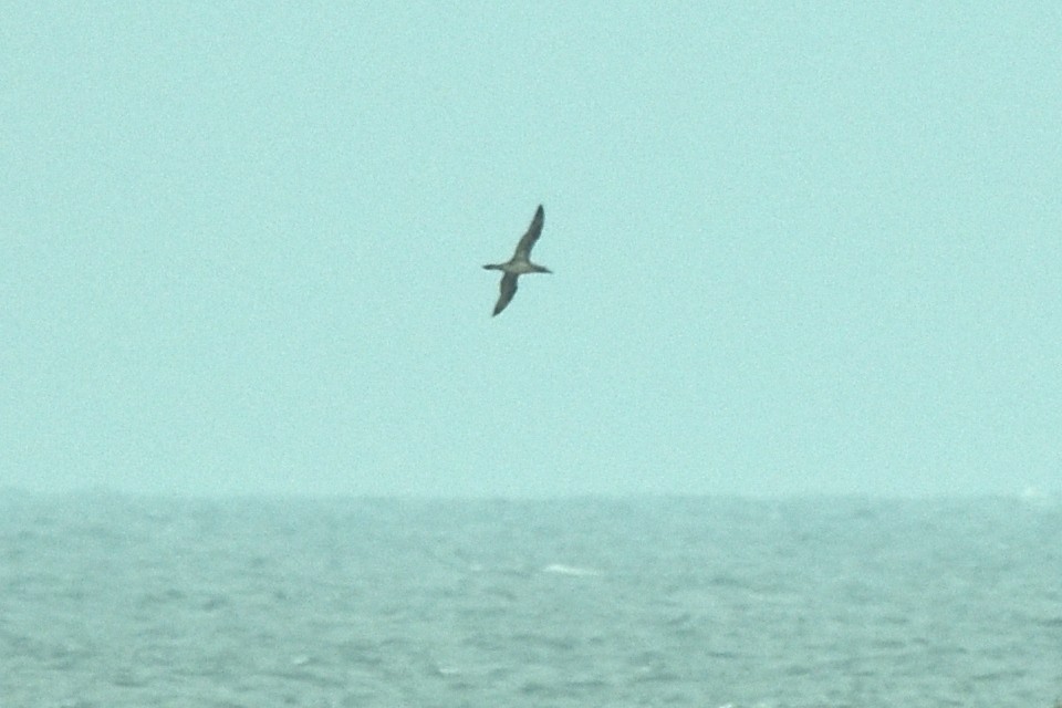 Northern Gannet - ML643780536