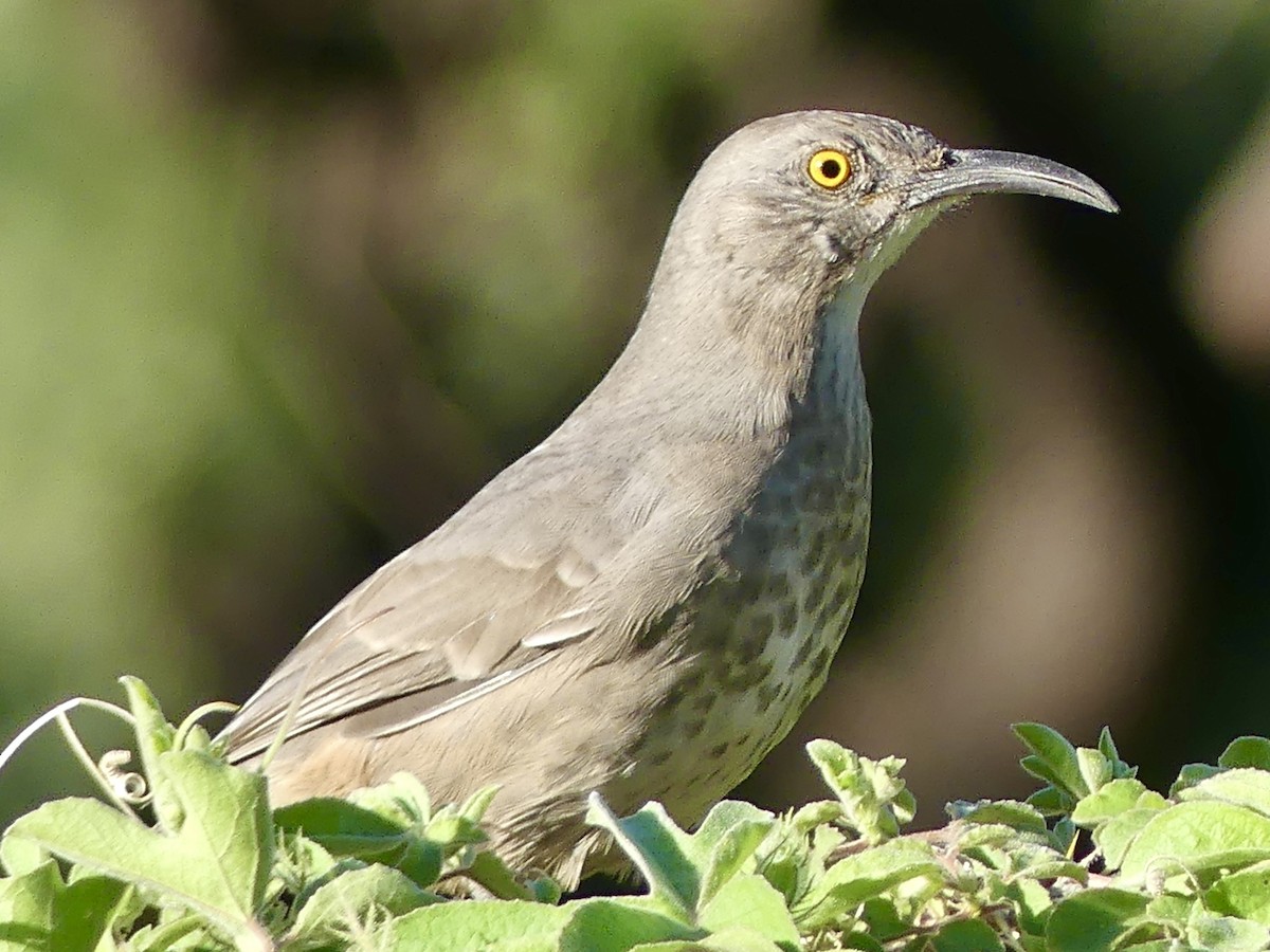Curve-billed Thrasher - ML643780537