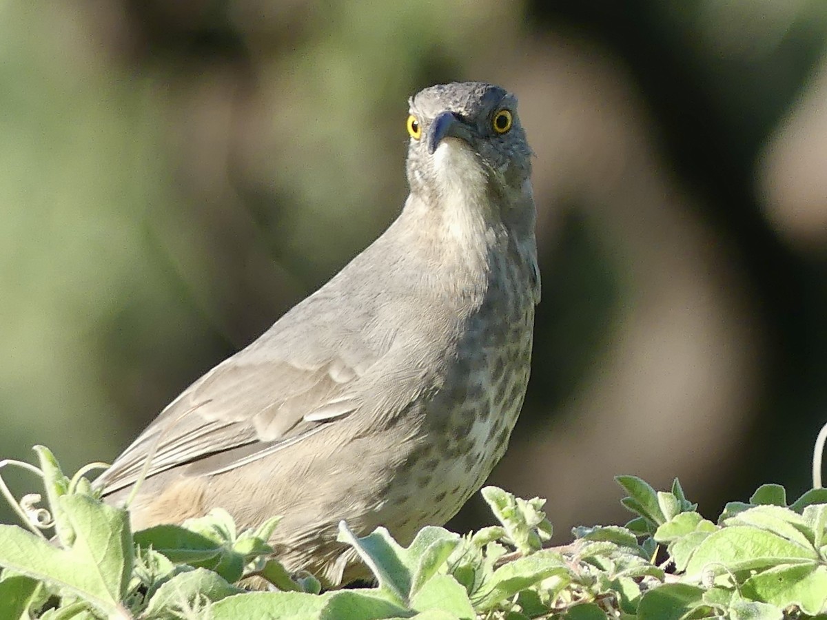Curve-billed Thrasher - ML643780538