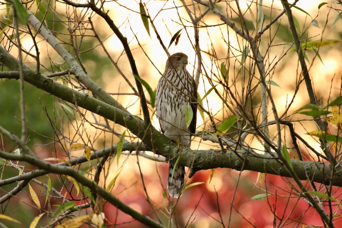 Cooper's Hawk - ML643780542