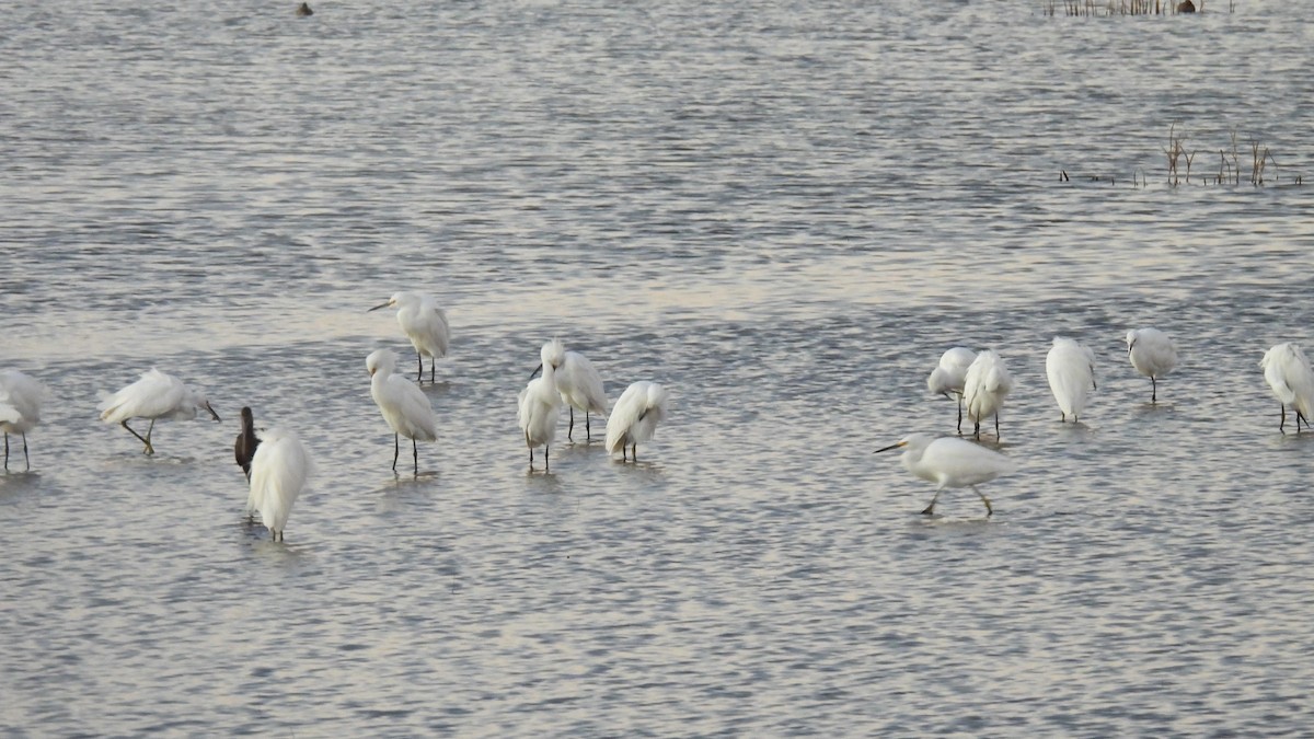 Snowy Egret - ML643780550