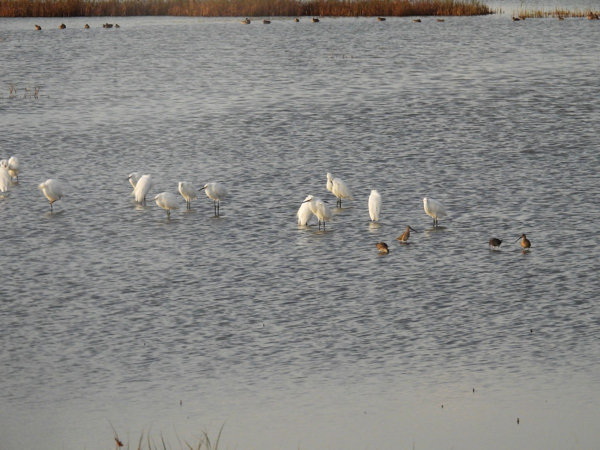 Snowy Egret - ML643780552
