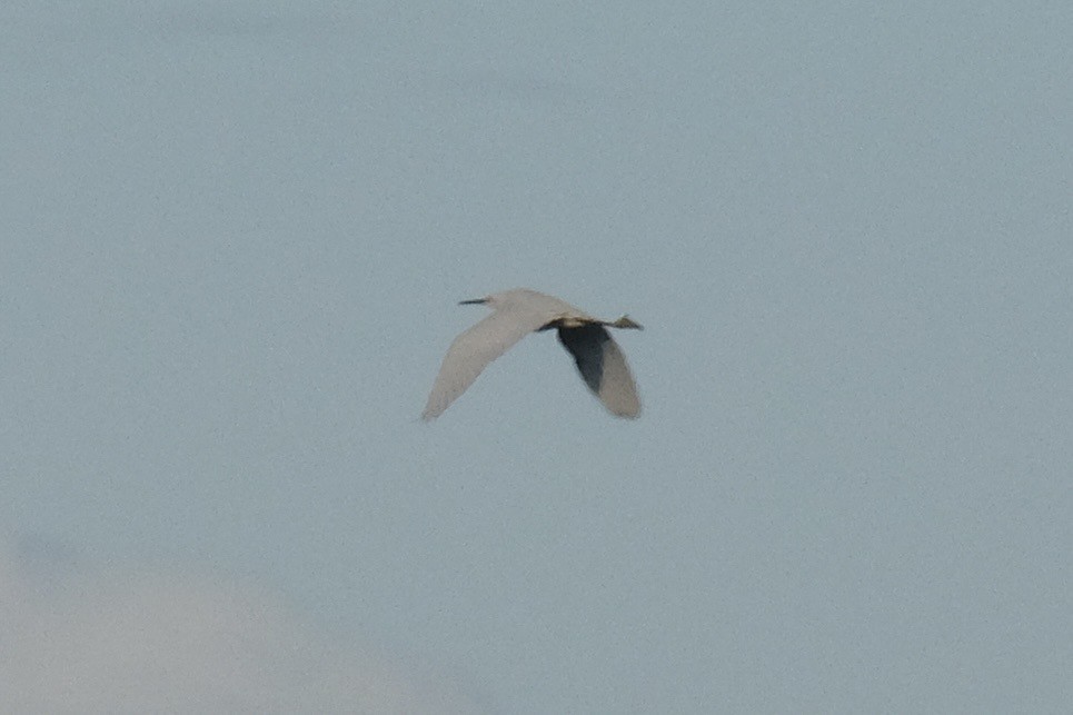 Snowy Egret - ML643780554