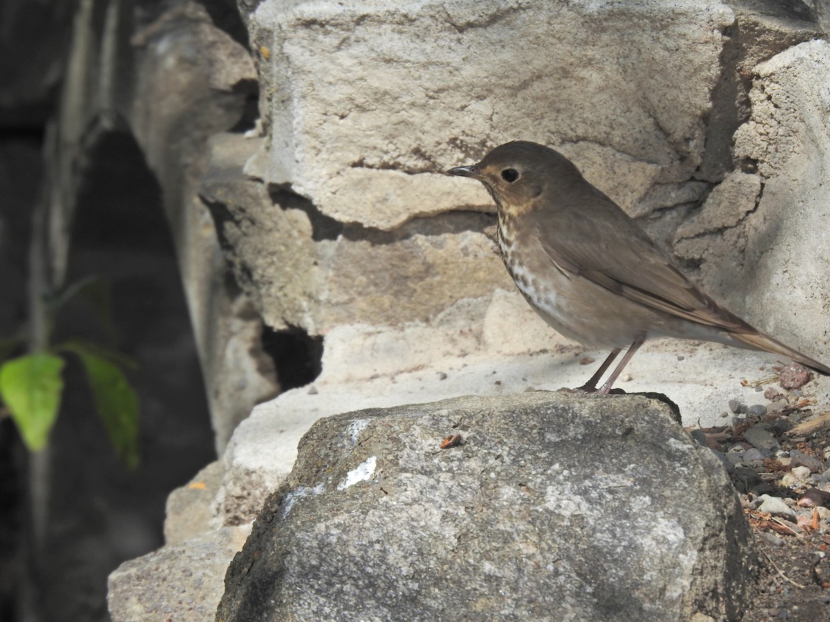 Hermit Thrush - ML643780562