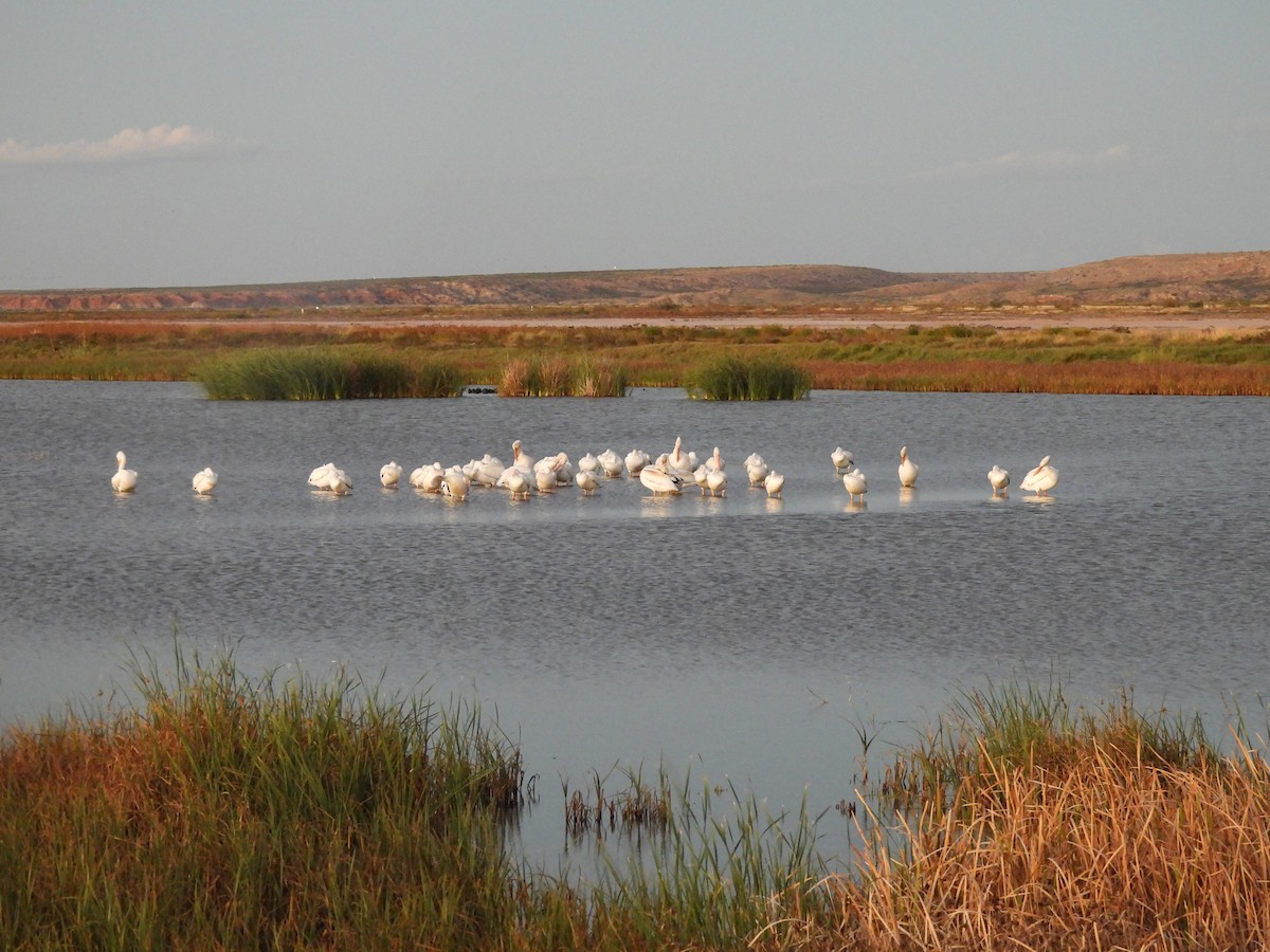 American White Pelican - ML643780572