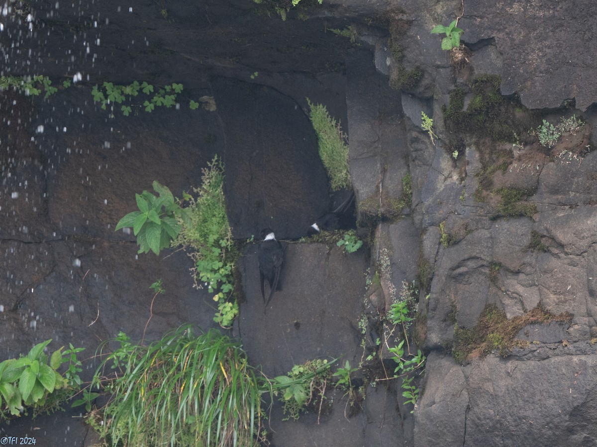 White-collared Swift - ML643780597