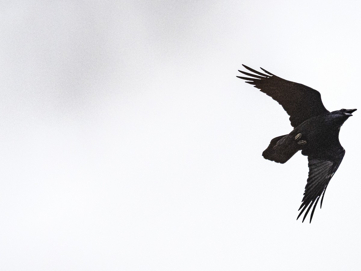 Common Raven - ML643780605