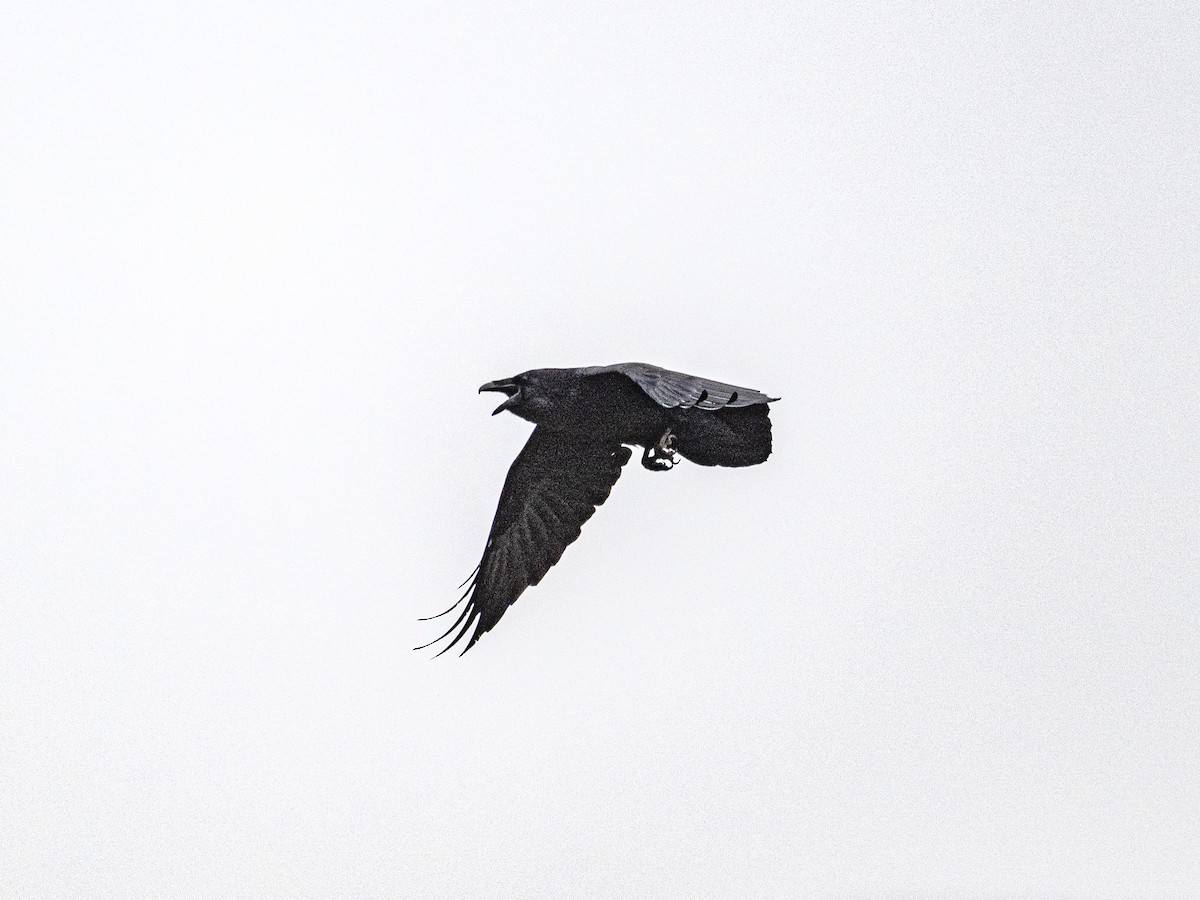 Common Raven - ML643780606