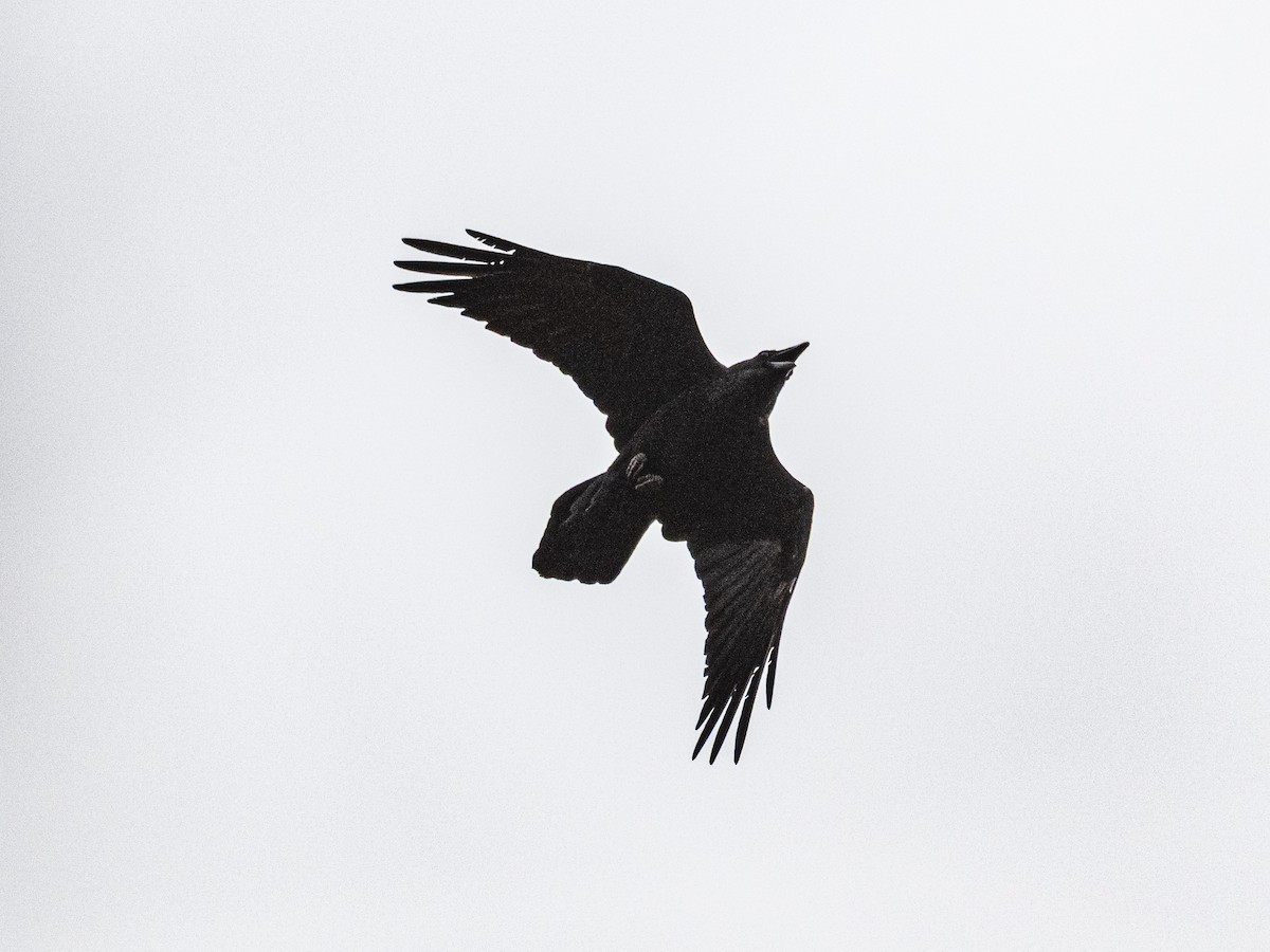 Common Raven - ML643780607