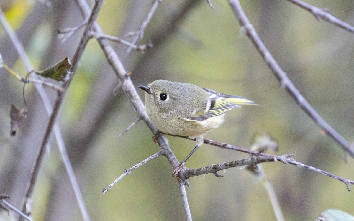 ルビーキクイタダキ - ML643780612