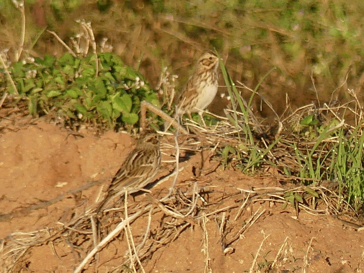 Savannah Sparrow - ML643780614