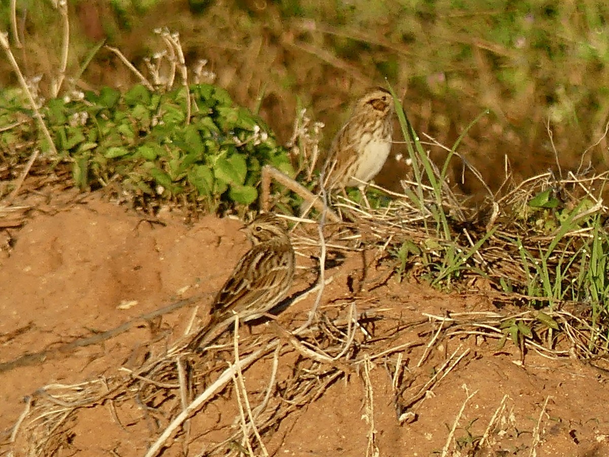 Savannah Sparrow - ML643780615