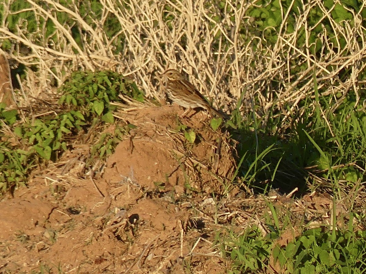 Savannah Sparrow - ML643780616
