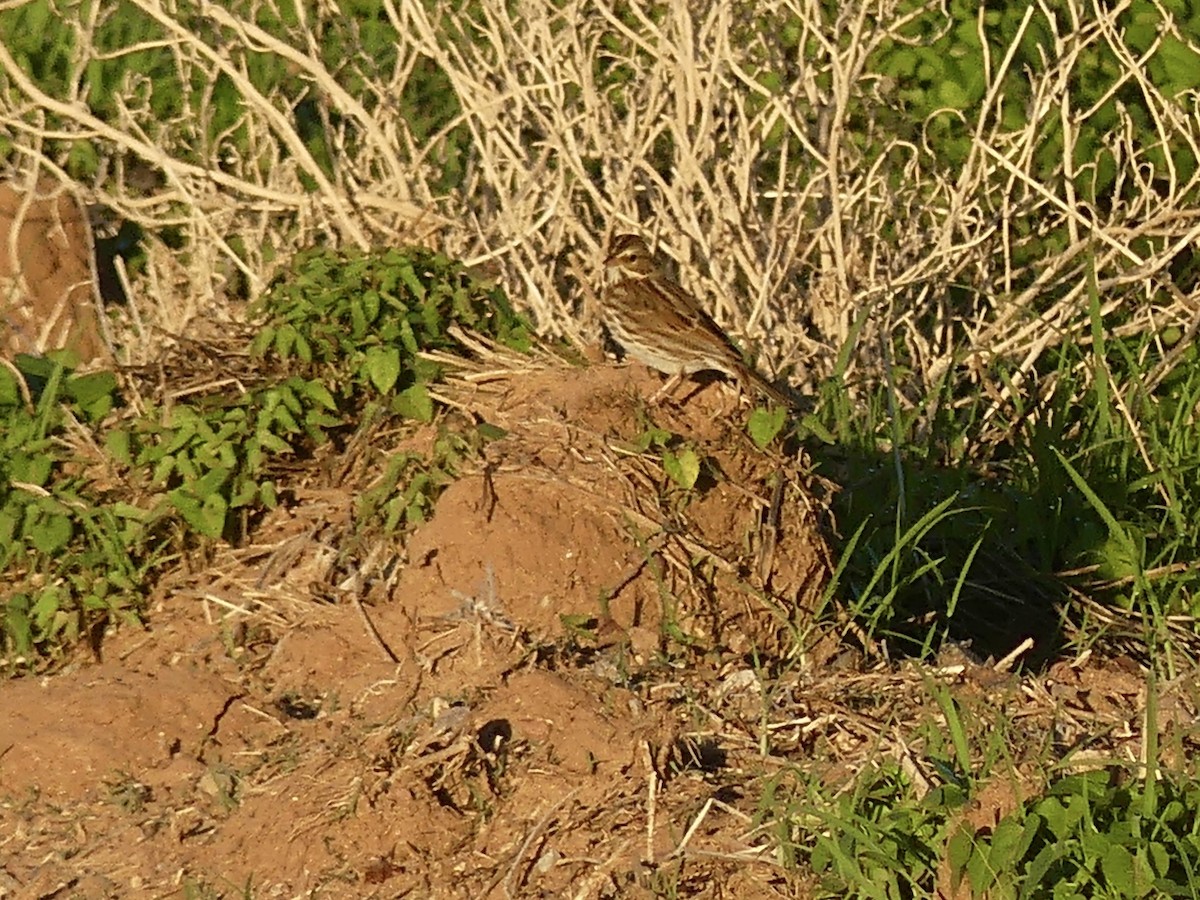 Savannah Sparrow - ML643780617