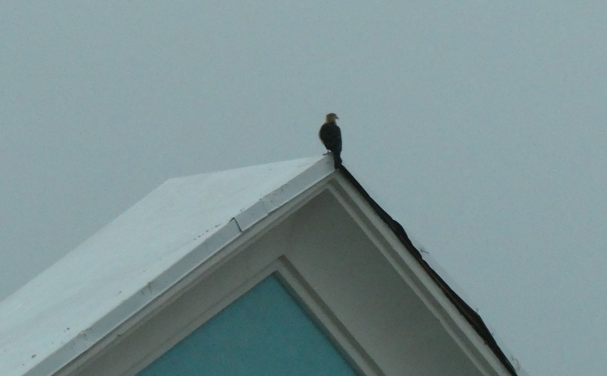 Yellow-headed Caracara - ML643780619