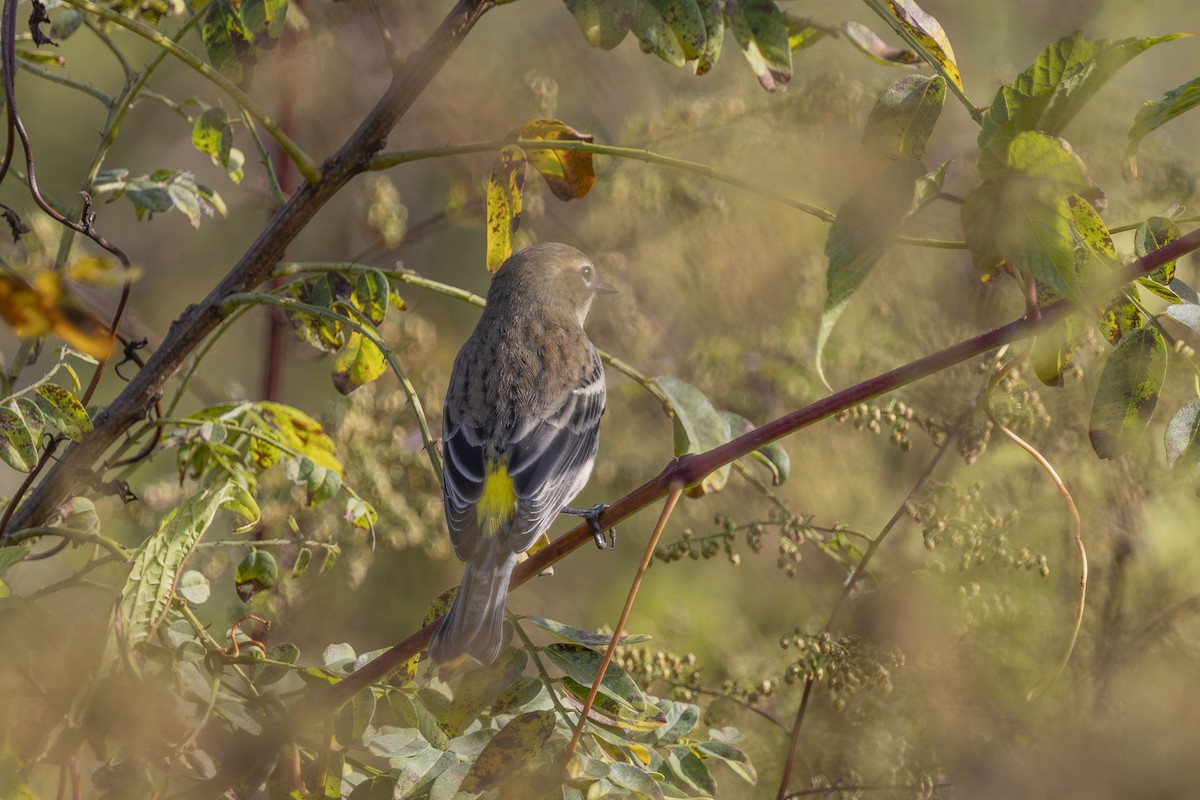 Yellow-rumped Warbler - ML643780620