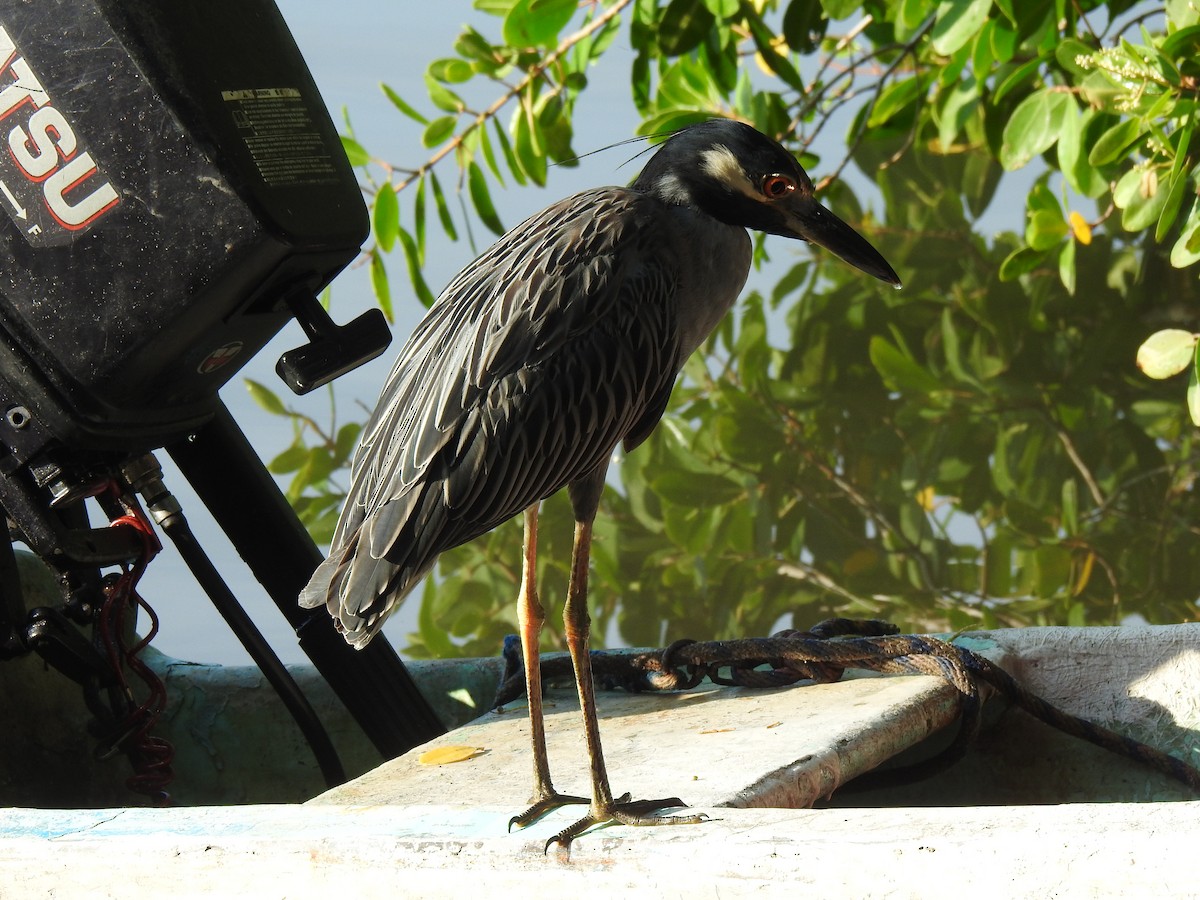 Yellow-crowned Night Heron - ML643780622