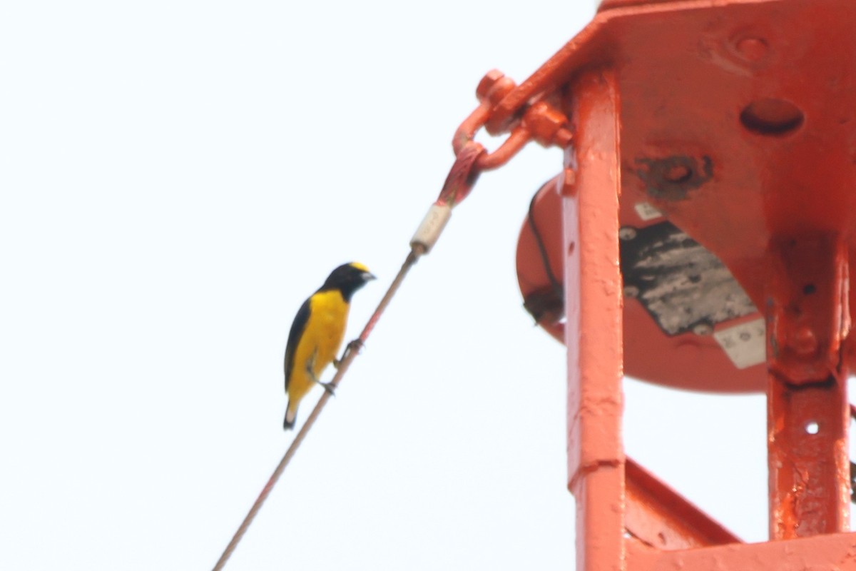 Purple-throated Euphonia - ML643780638