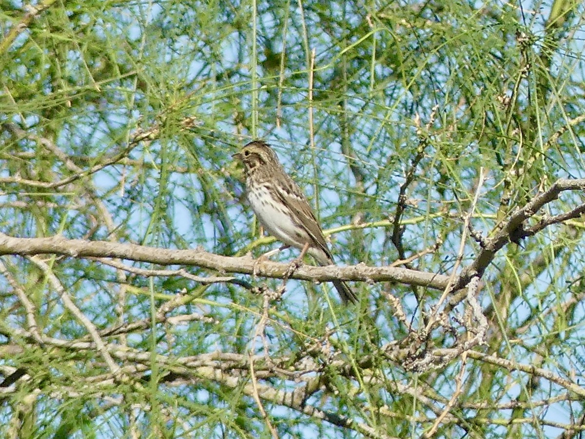Savannah Sparrow - ML643780648