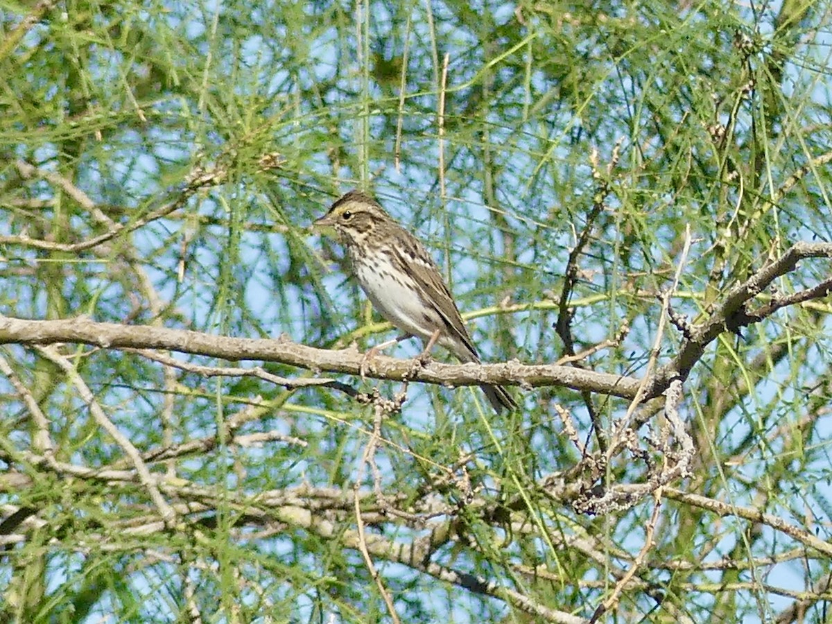 Savannah Sparrow - ML643780649