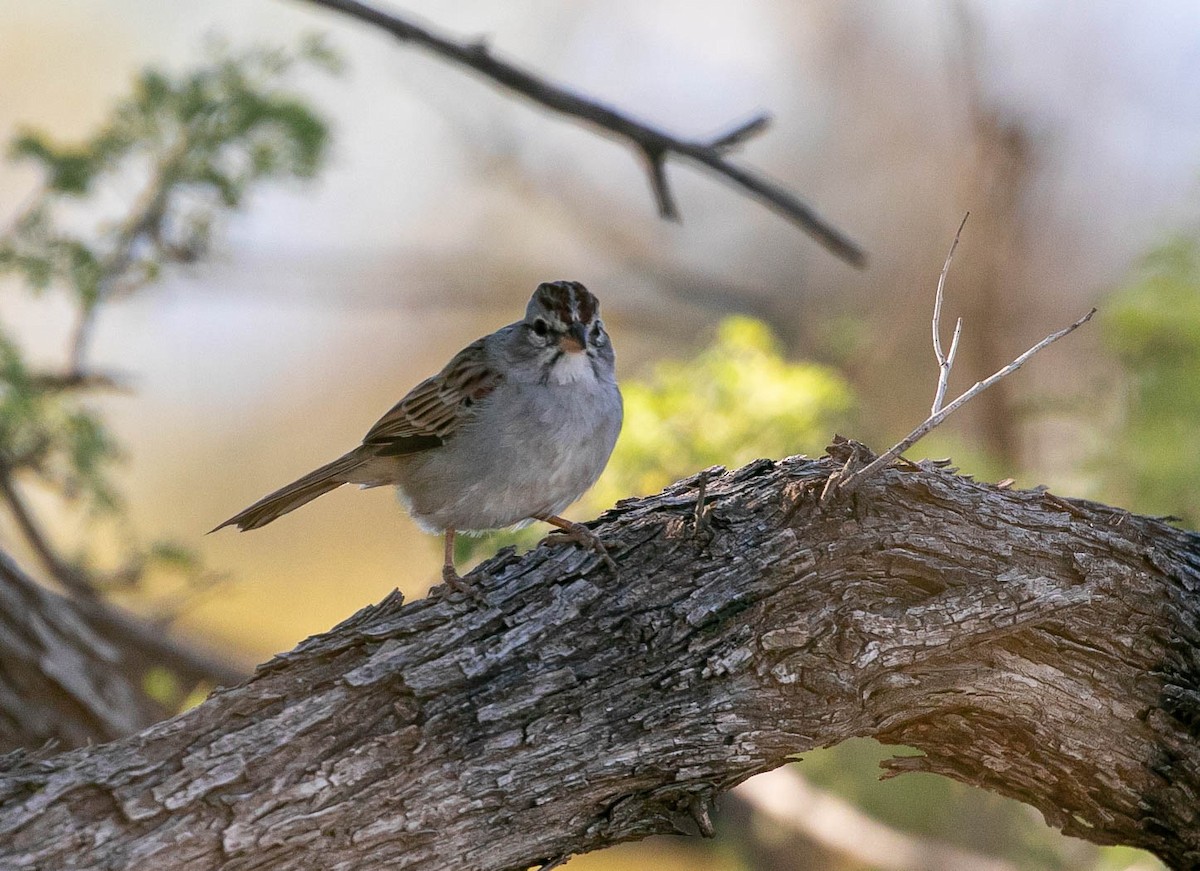 Rufous-winged Sparrow - ML643780654