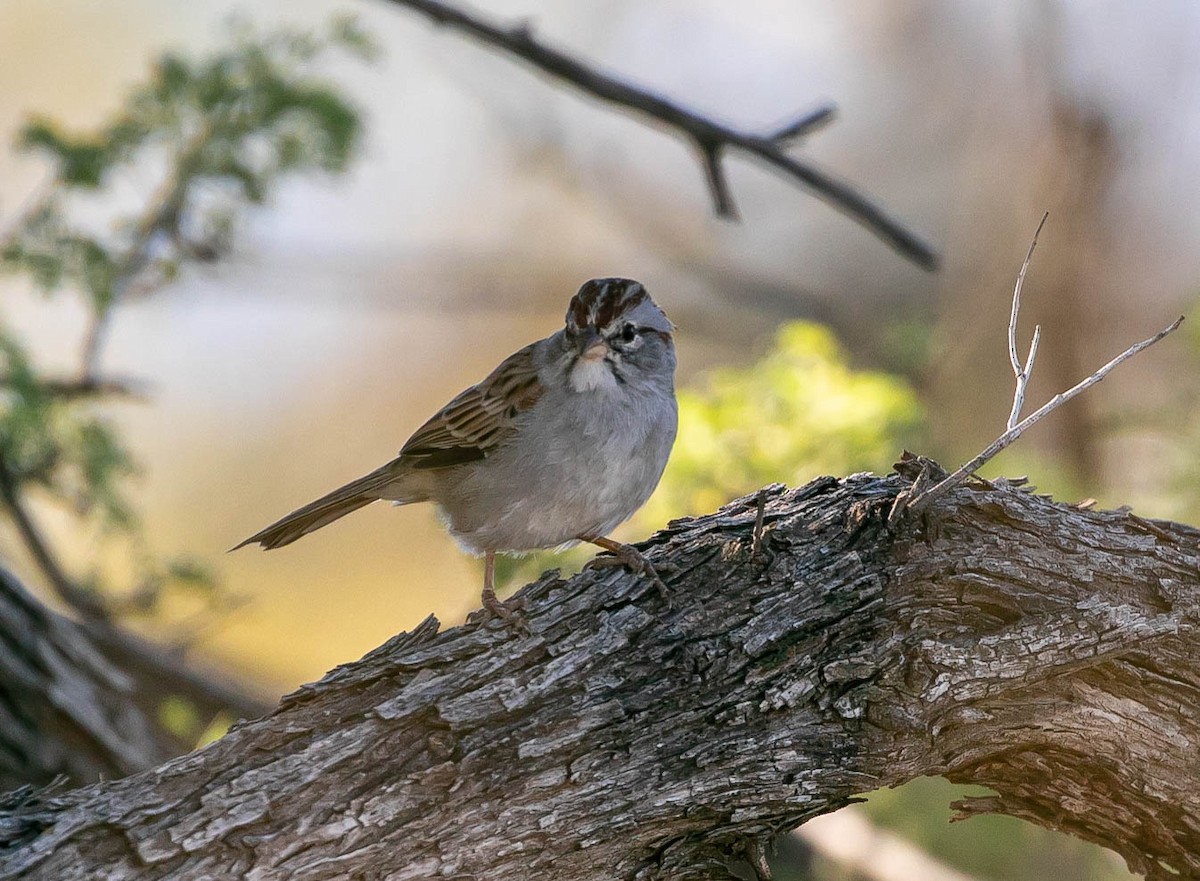 Rufous-winged Sparrow - ML643780655