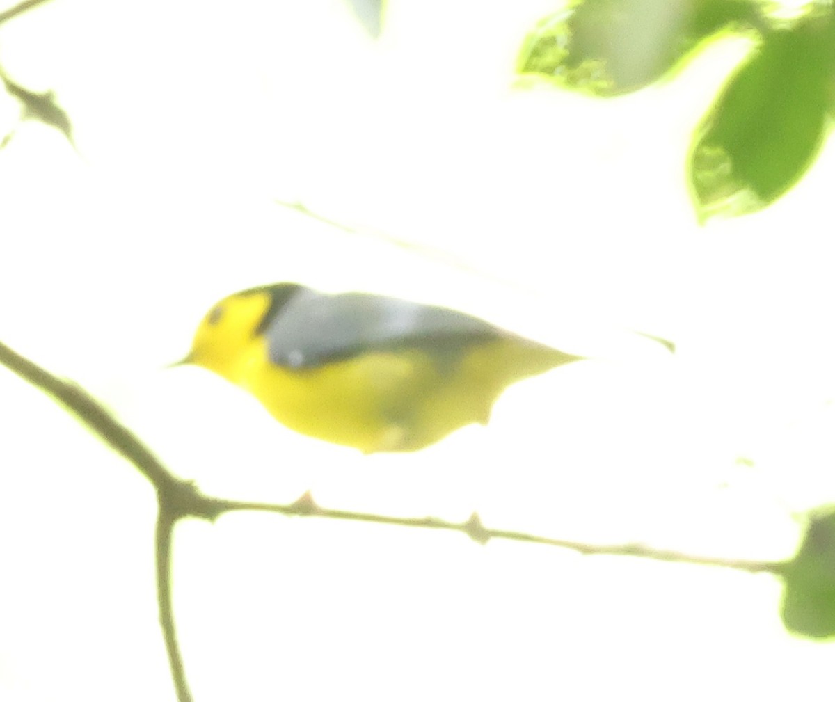 Goldenface - ML643780658