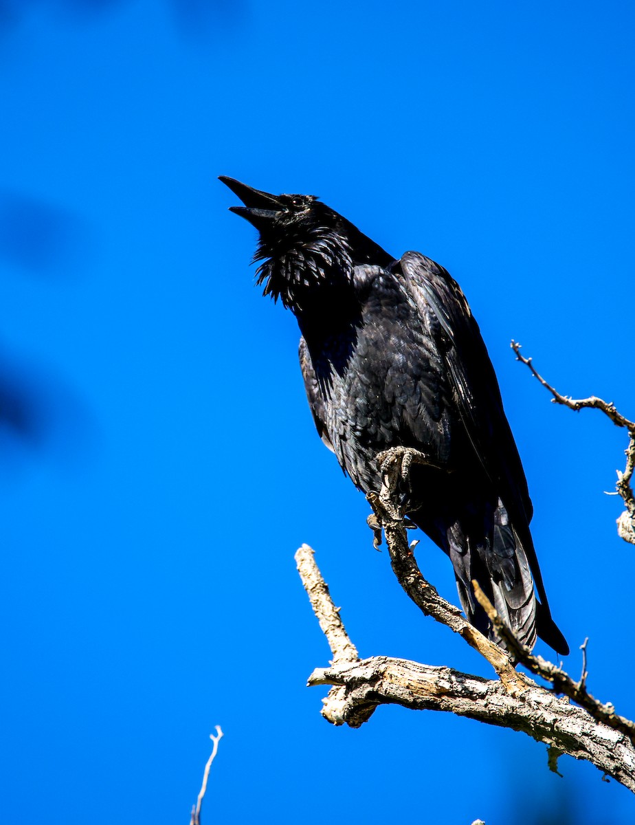Common Raven - ML643780659
