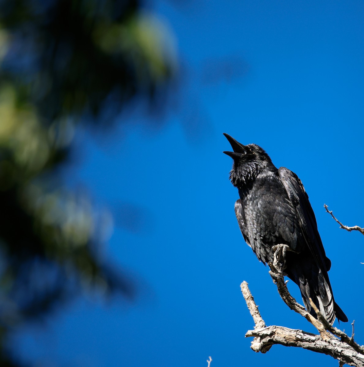 Common Raven - ML643780660