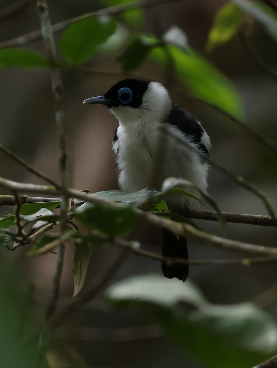 Frilled Monarch - ML643780675