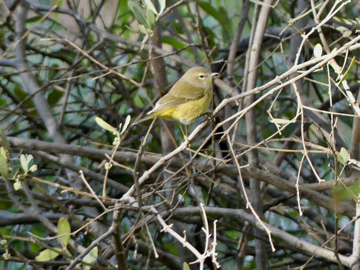Orange-crowned Warbler - ML643780676
