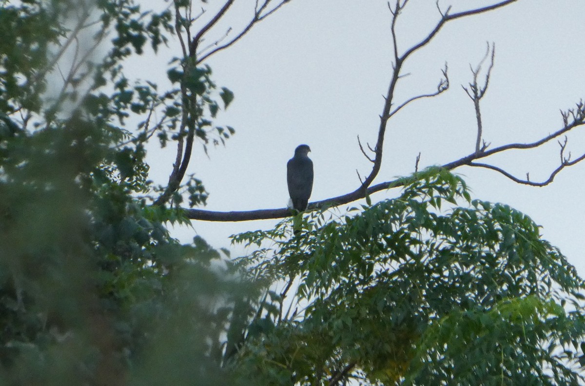 Cooper's Hawk - ML643780678