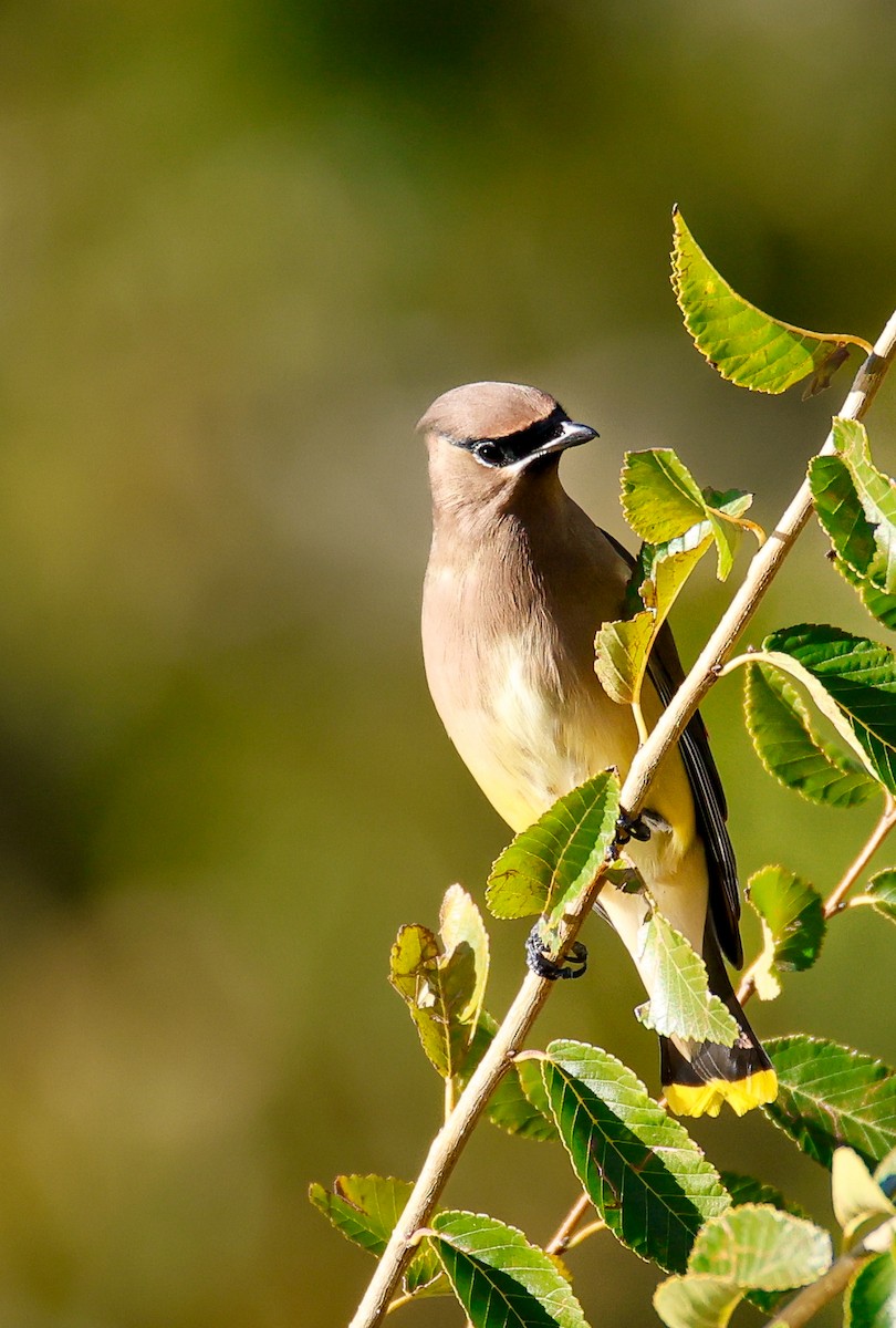 Cedar Waxwing - ML643780686