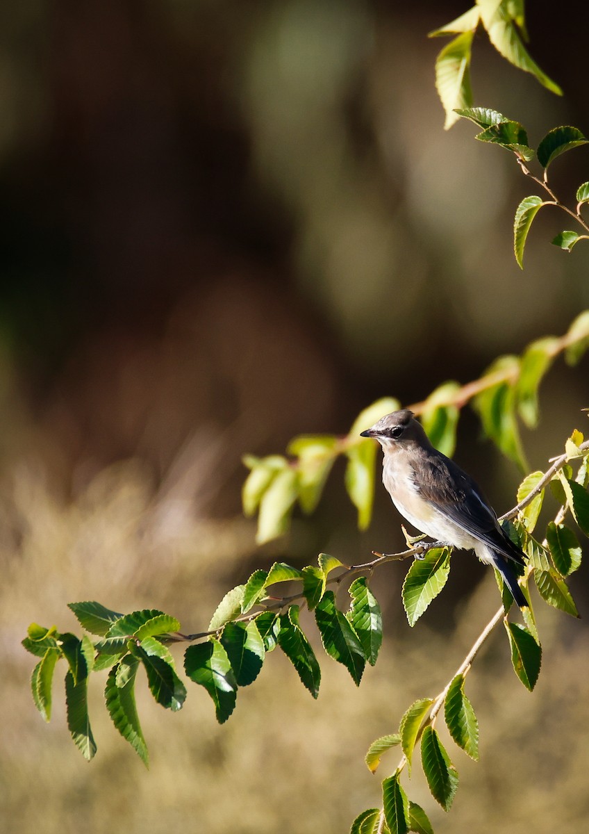 Cedar Waxwing - ML643780688