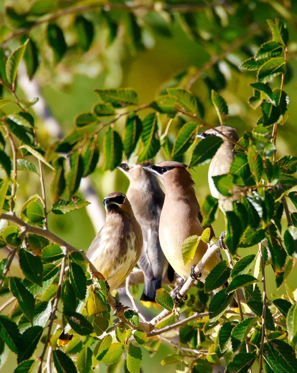 Cedar Waxwing - ML643780689