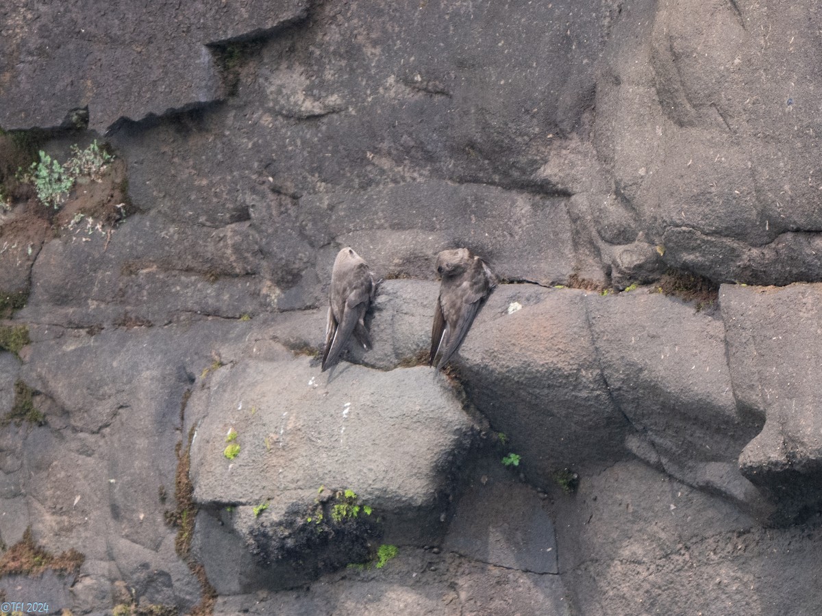 Great Dusky Swift - ML643780690