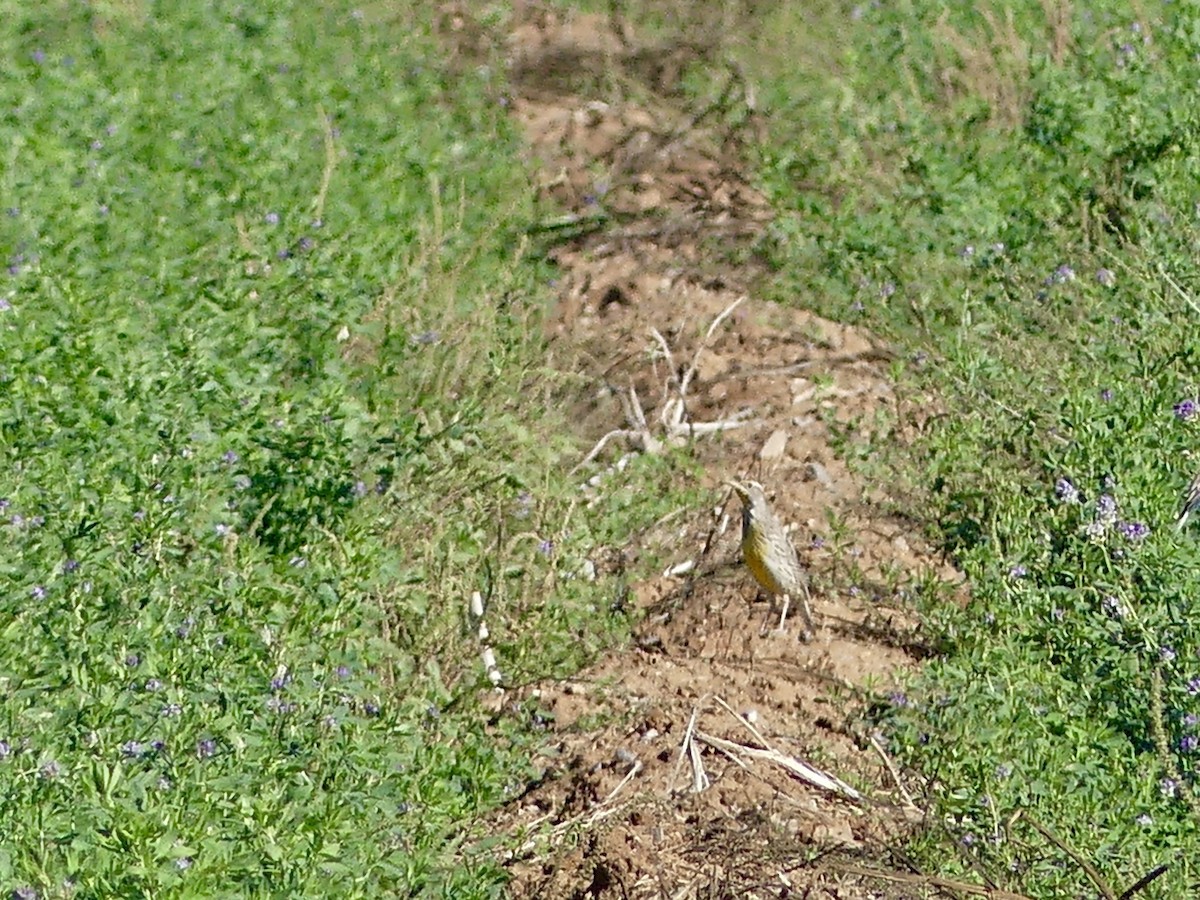 Western Meadowlark - ML643780691
