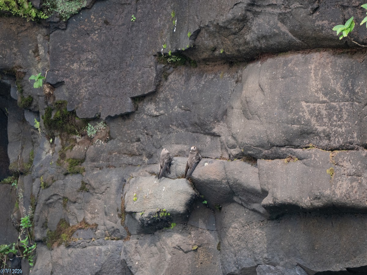 Great Dusky Swift - ML643780693