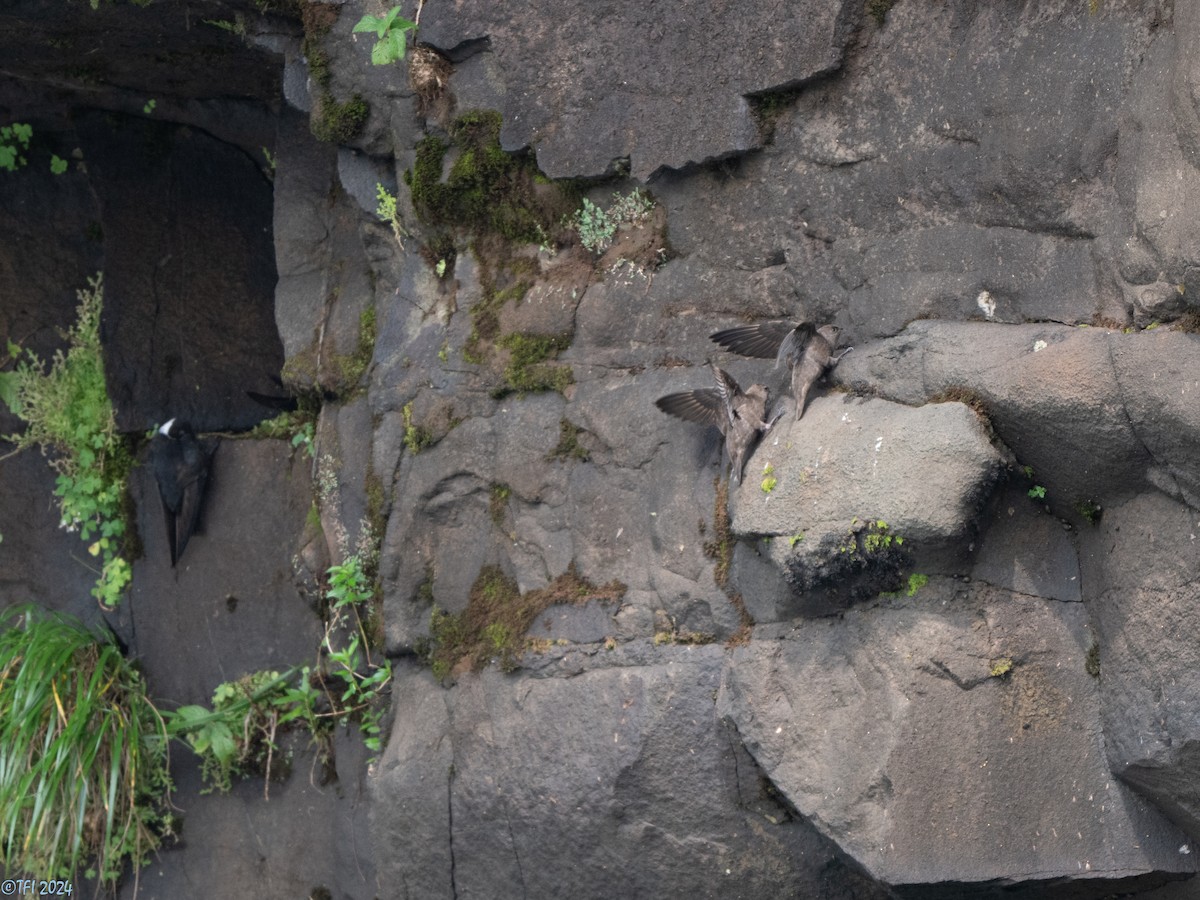 Great Dusky Swift - ML643780694
