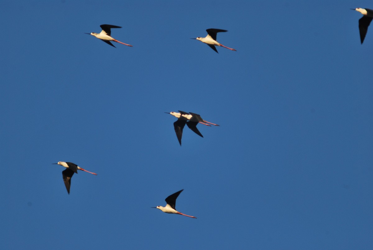 Black-winged Stilt - ML643780698