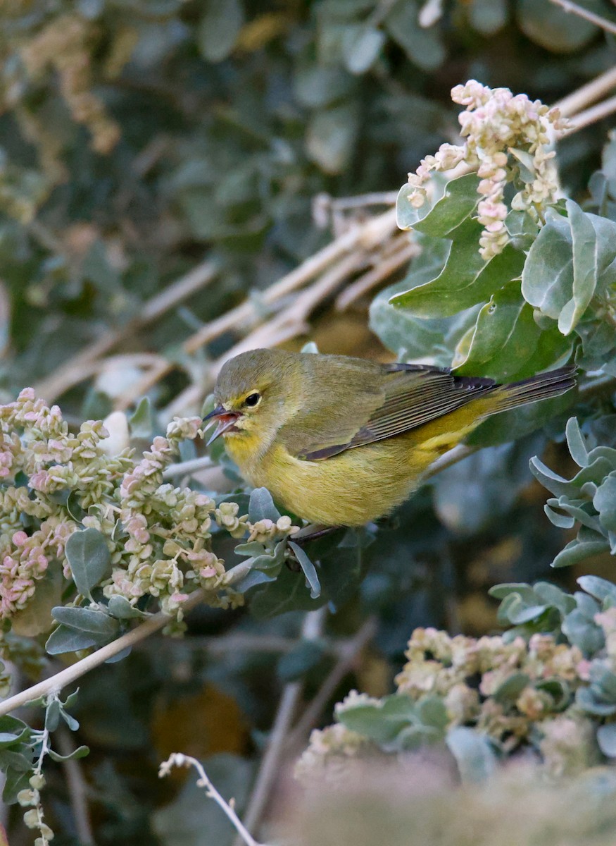 Orange-crowned Warbler - ML643780702