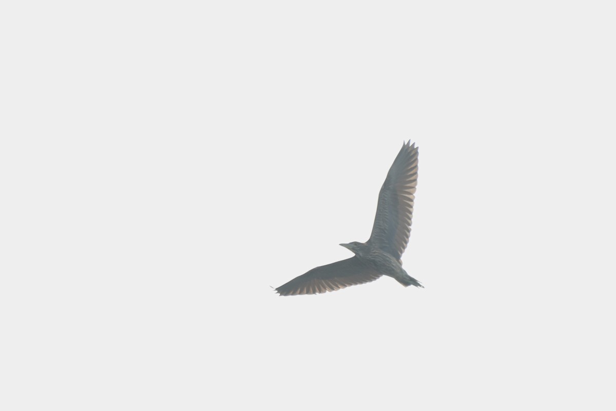 Black-crowned Night Heron - ML643780703