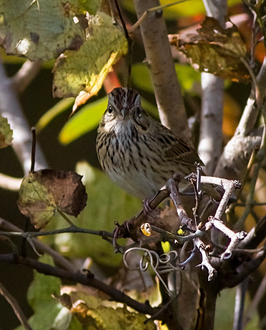 Lincoln's Sparrow - ML643780706