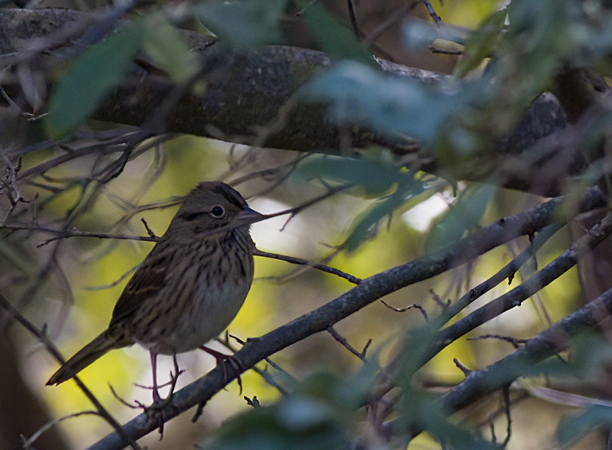 Lincoln's Sparrow - ML643780707