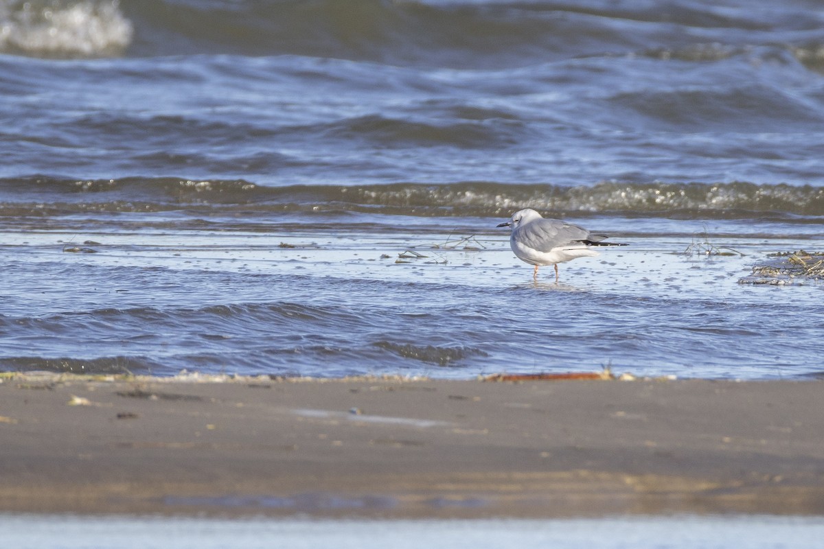 Bonaparte's Gull - ML643780709